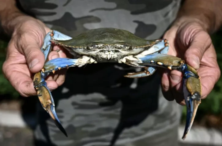 Un pêcheur tient un crabe bleu dans la lagune de Scardovari, au sud de Venise, le 11 août 2023 ( AFP / Piero CRUCIATTI )