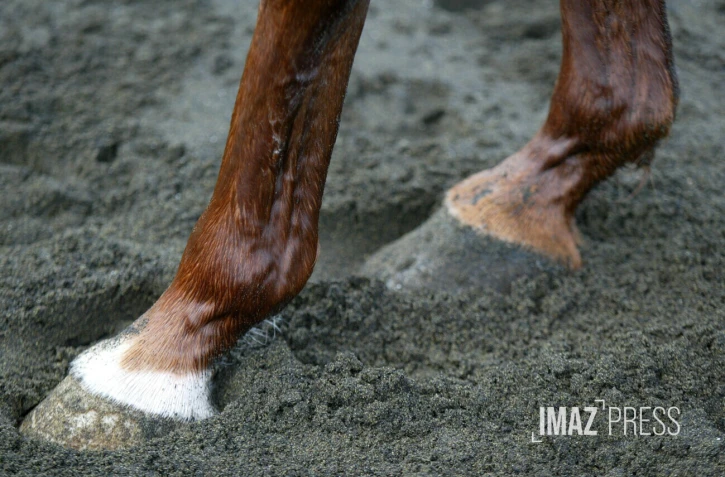 cheval 