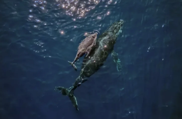 Les baleines chantent grâce à un système unique dans leur larynx, fonctionnant sur un principe similaire à celui des mammifères terrestres comme l'Homme ( AFP / CARL DE SOUZA )