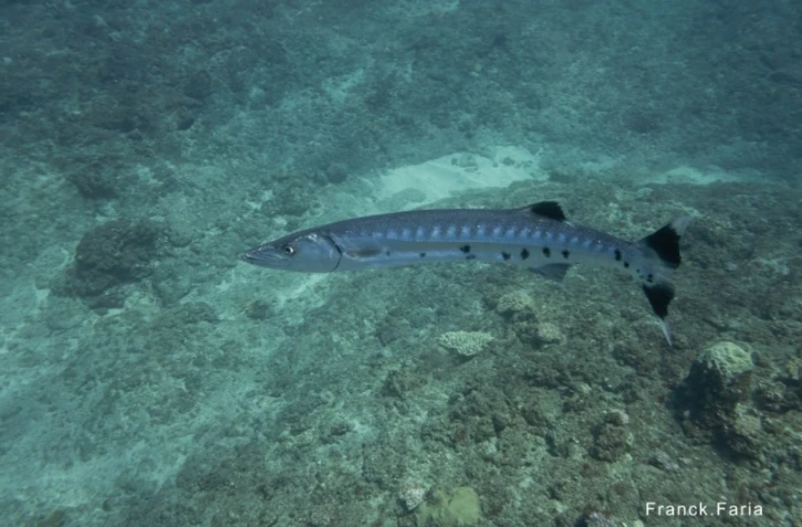 barracuda centre sécurité requin
