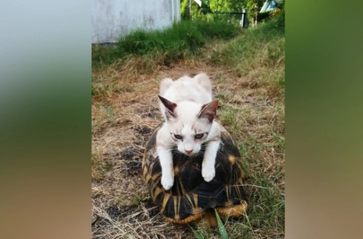 Errance animal à La Réunion