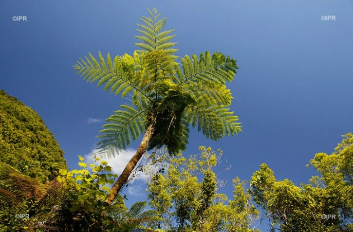 météo réunion 