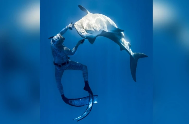 Polynésie: l'apnéiste Pierrick Seybald endort les requins tigre