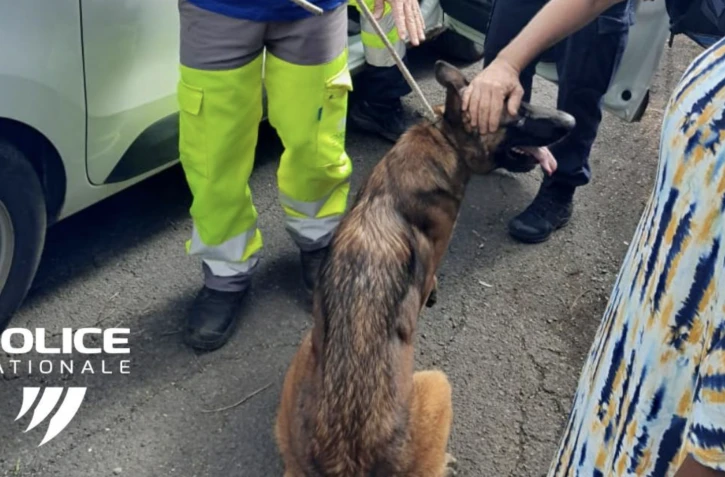 Police : des animaux laissés pour compte secourus dans un squat de Montgaillard