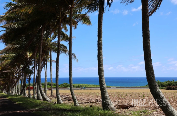 paysages cocotiers 