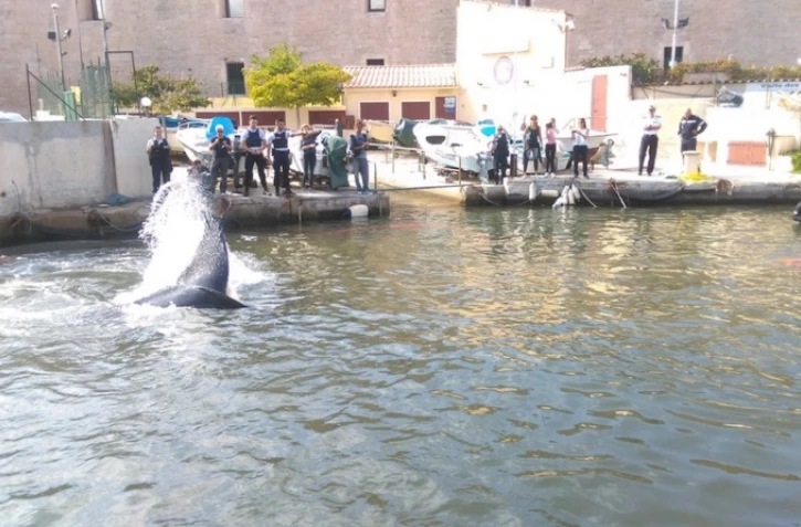 Baleine dans le Port de Marseille