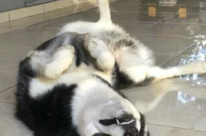  Saint-Louis : appel à l’aide pour retrouver Pati, un chien tombé d’une falaise aux Makes