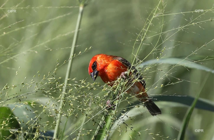 illustrations photos 