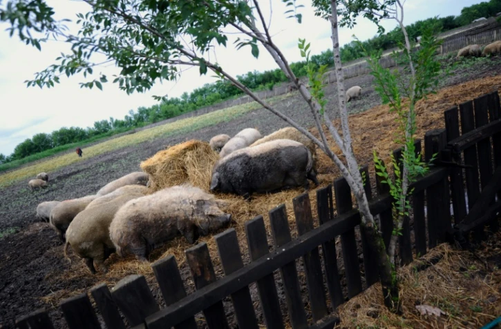 Des cochons laineux Ă Tetetlen, en Hongrie, le 16 juin 2018