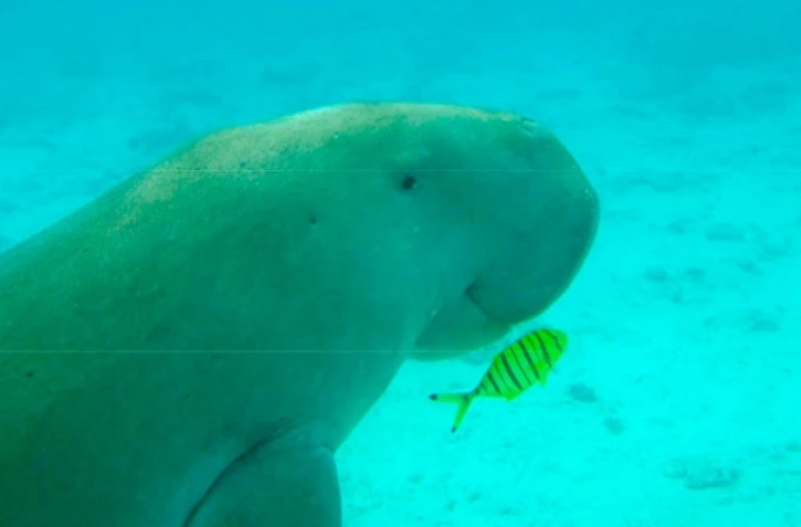 dugong mayotte