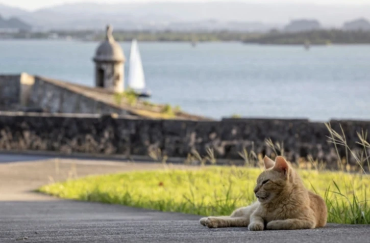 Chat errant à San Juan, Porto Rico, le 3 avril 2024 ( AFP / Ricardo ARDUENGO )