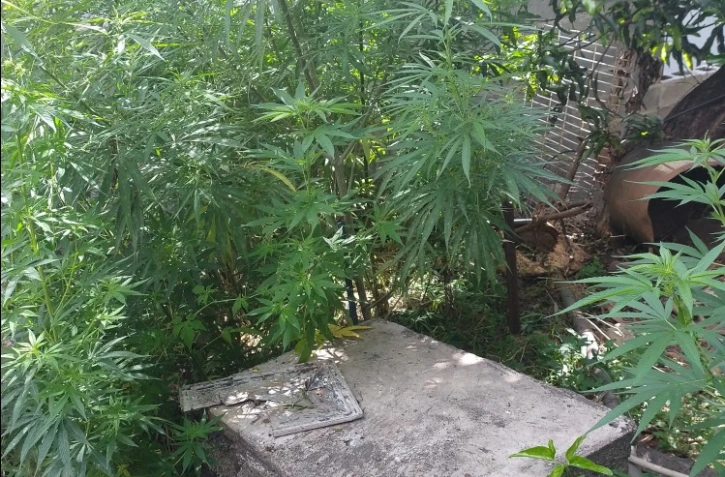 Lutte contre les stupéfiants : 37 pieds de cannabis ont été découverts à l’Entre-Deux