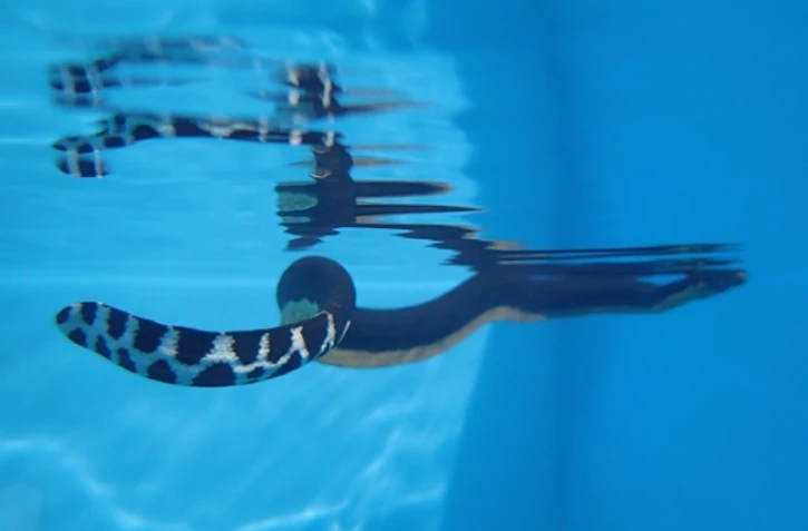 Serpent de mer / Kéloina