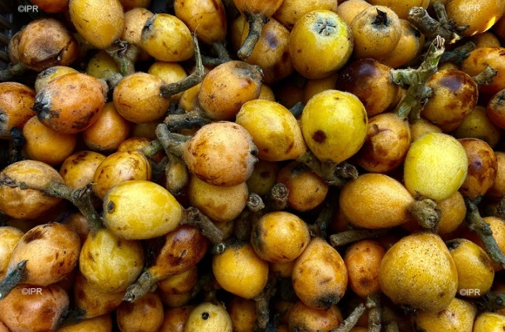Fruits et légumes