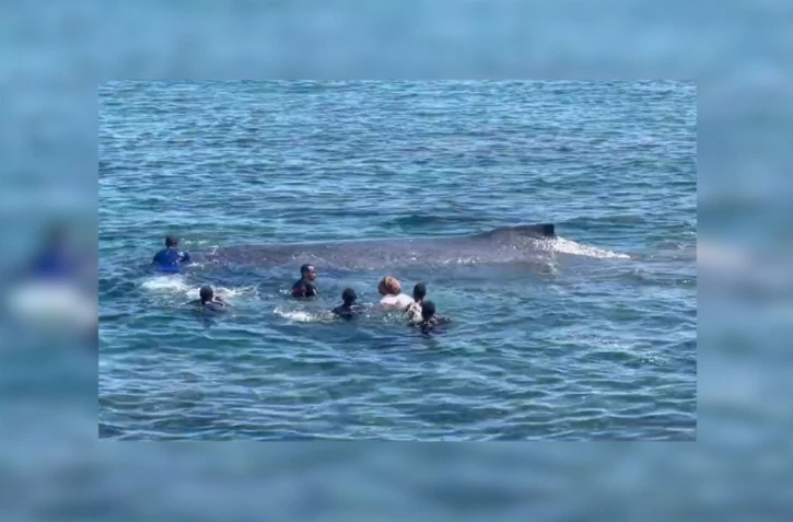 Grande Comore : sauvetage d'un baleineau échoué au port de Moroni