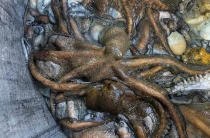 Des poulpes sont rassemblés dans un sac à bord du Marc'h Mor, au large de l'île Molène, dans le Finistère, le 7 mai 2026 ( AFP / Fred TANNEAU )