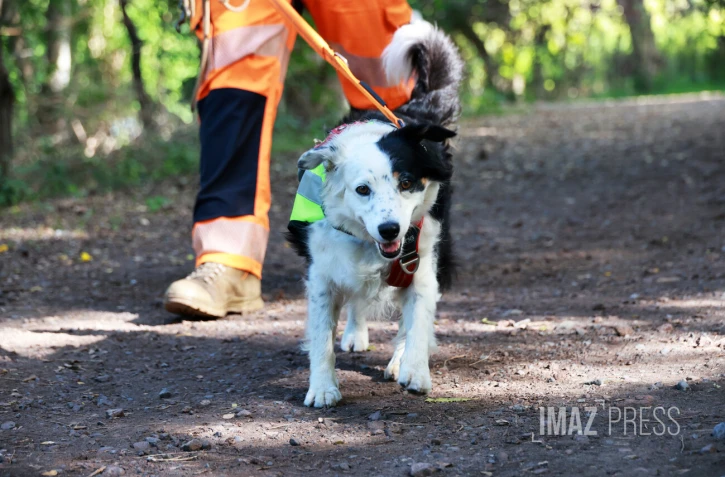 Chien chercher de fuites d'eau