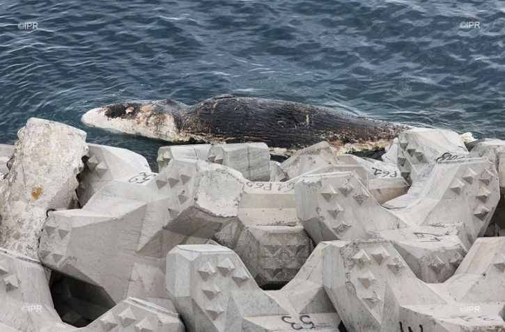 Une carcasse de cachalot au large de la Grande Chaloupe