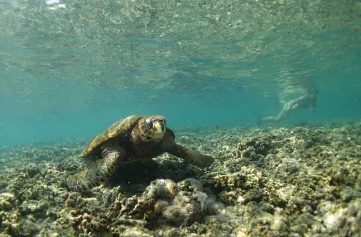 tortues imbriquées du lagon présence humaine