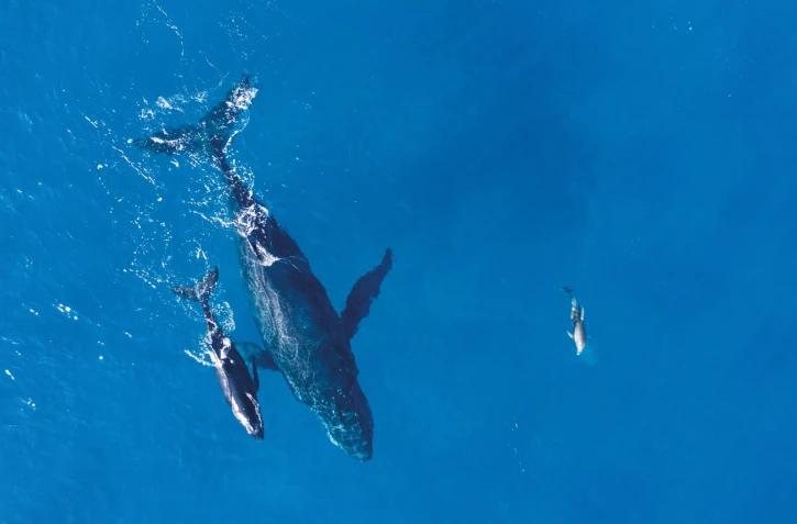 Territoire de l'Ouest : la saison des baleines est enclenchée