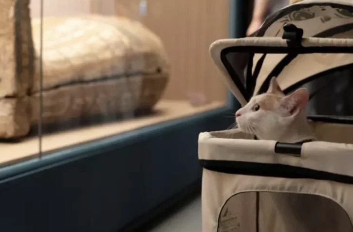 Un chat assiste à la "nuit des chats" au musée de Shanghai, pendant son exposition temporaire sur l'Egypte ancienne, le 27 juillet 2024 ( AFP / AGATHA CANTRILL )