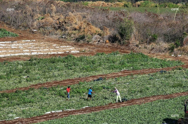 canne et urbanisation