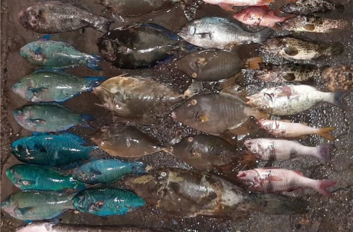 Pêche illégale dans la réserve marine