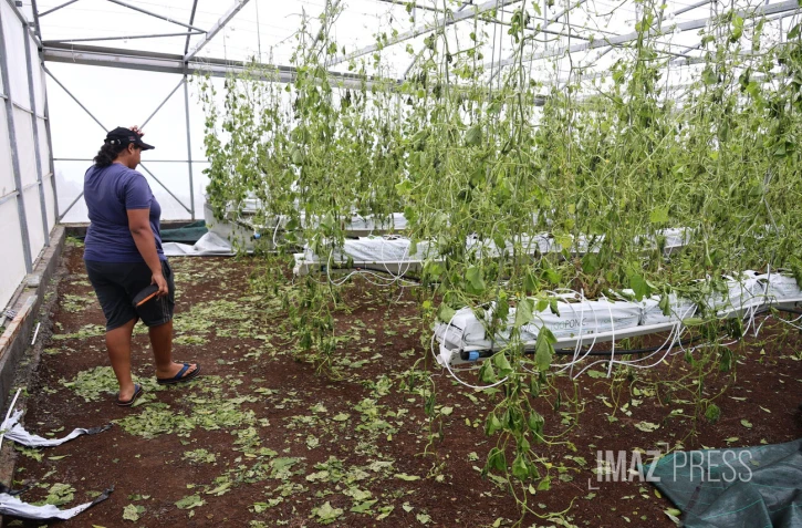 dégats cyclone Belal chez une agricultrice 