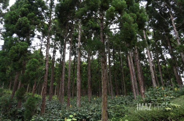 Forêt de Cryptomerias