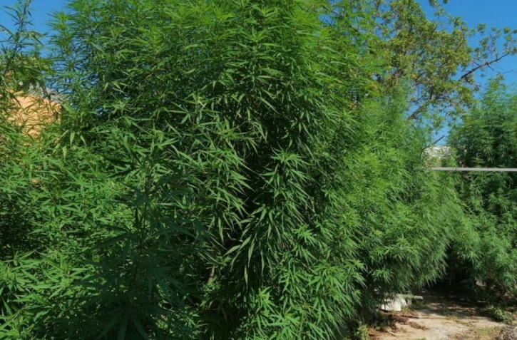 Ravine des Cabris : 835 pieds de Zamal saisis par la police