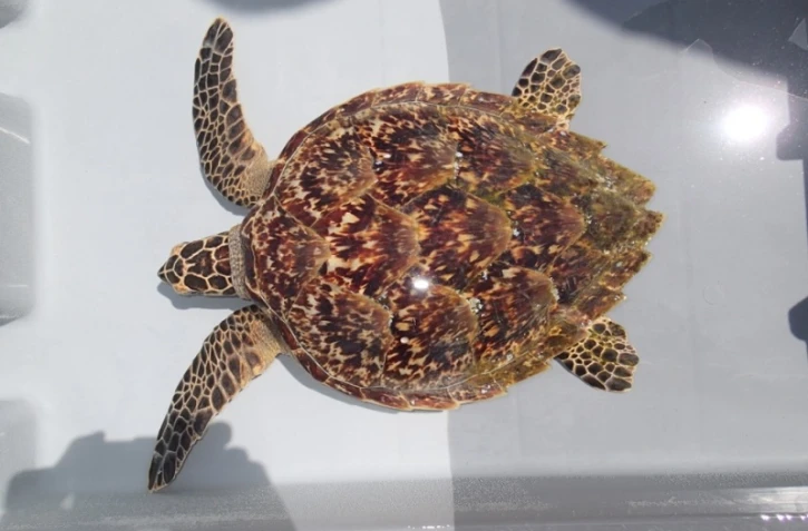 tortue