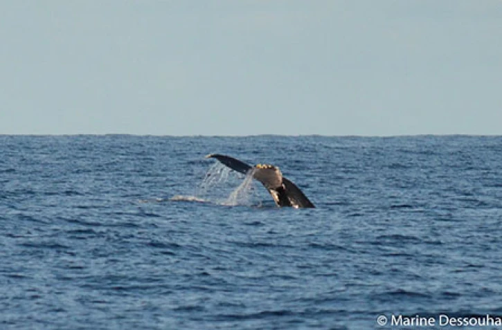 Deux baleines observées cap la houssaye