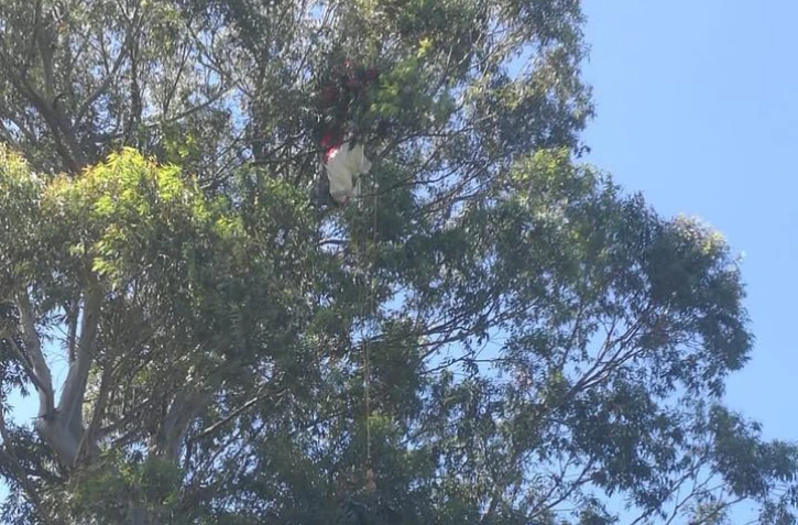 parapentiste, arbre, secours atypique, opération délicate