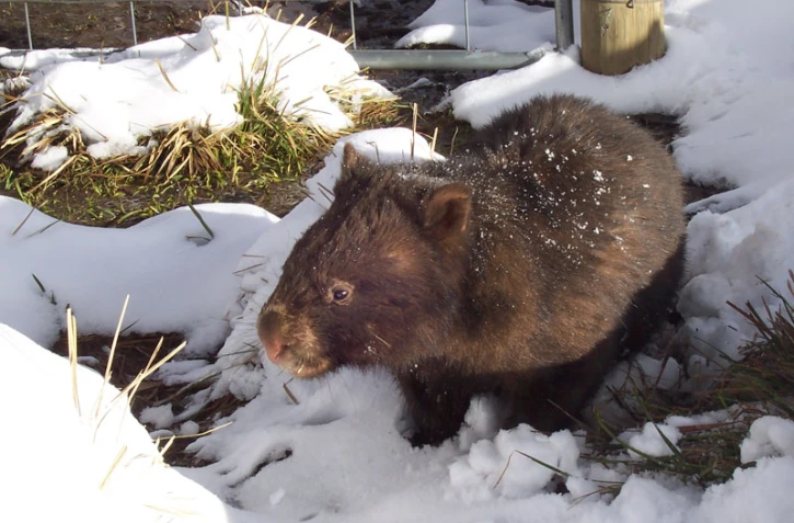 wombat australie marsupial