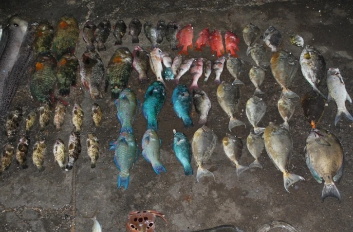 Saisie 51 kg pour 96 poissons et un crabe la saline pêche illégale