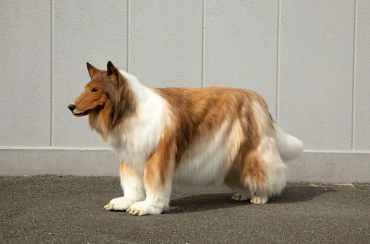 Toko-san, l'humain devenu chien