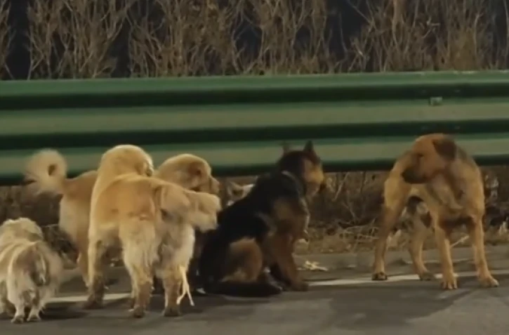 Un groupe de chiens perdus parcourt 17 kilomètres afin de retrouver son chemin jusqu'à la maison