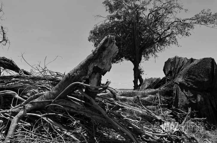 banians bord de mer saint-denis