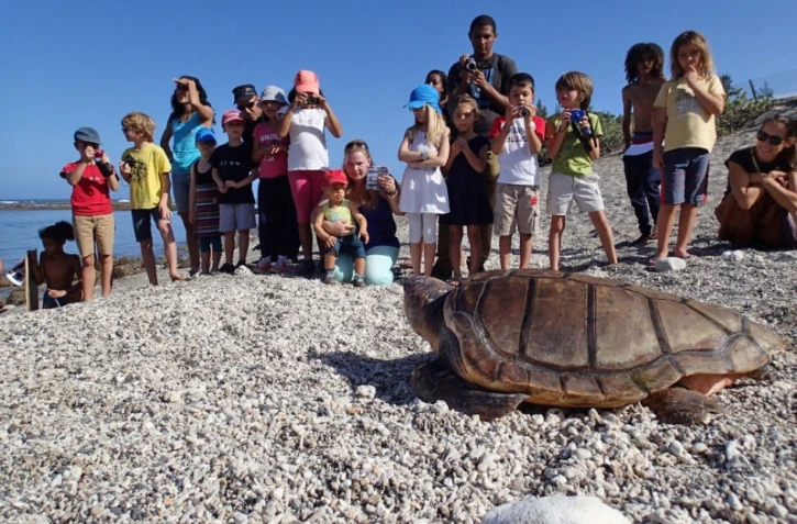 tortue kelonia  Rosalia 