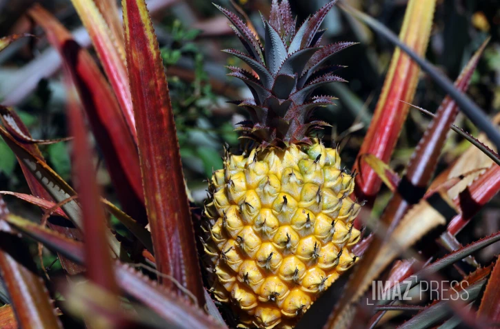 ananas victoria 