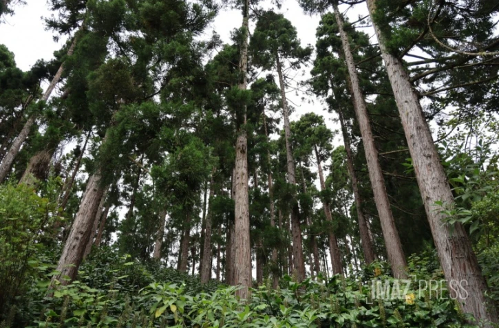  Forêt de Cryptomerias
