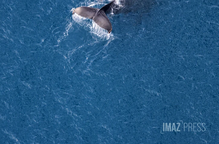 baleines septembre 2023