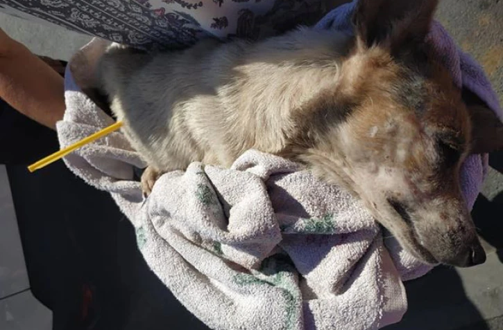Chienne maltraitée, flèche d'arbalète, tentative de sauvetage