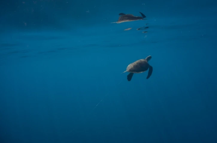Tortue fils de pêche