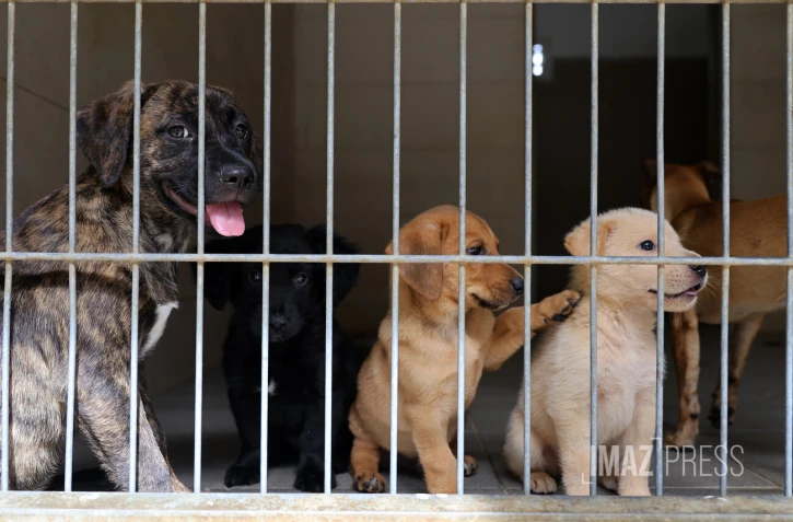 chien en fourrière