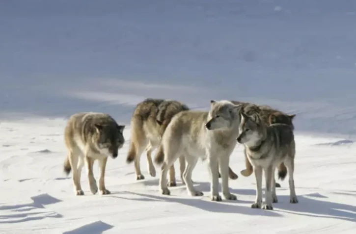 Aux États-Unis, un loup solitaire revitalise tout un écosystème