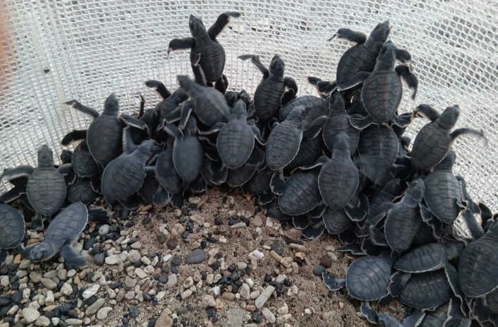 [Photos] Kélonia : à peine sortie du nid, une soixantaine de petites tortues vertes partent vers l'océan