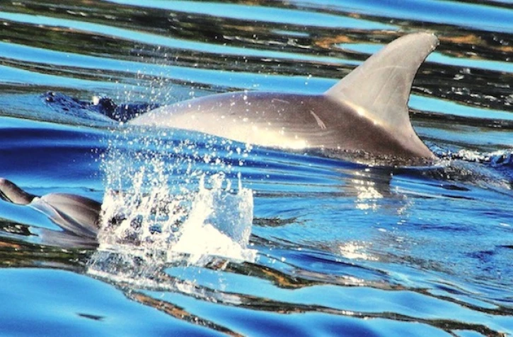 dauphins