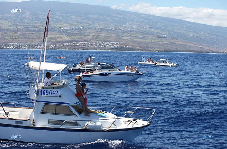 Réglementation baleine