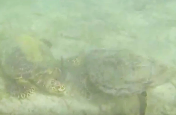 Tortues